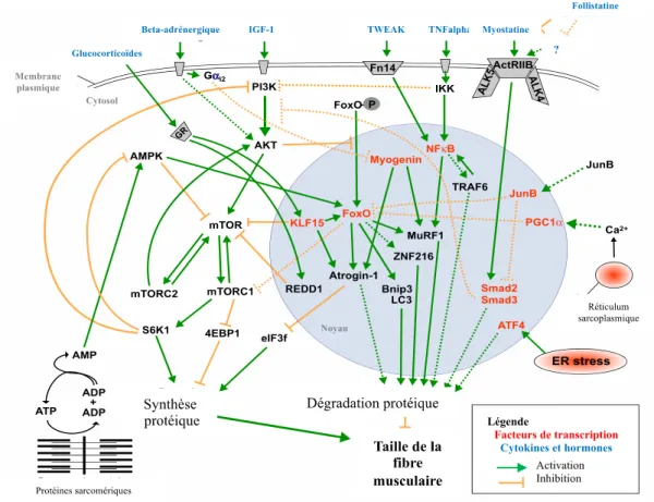 Figure 7 : Voies de signalisation majeures impliquées dans la régulation de la taille des fibres musculaires