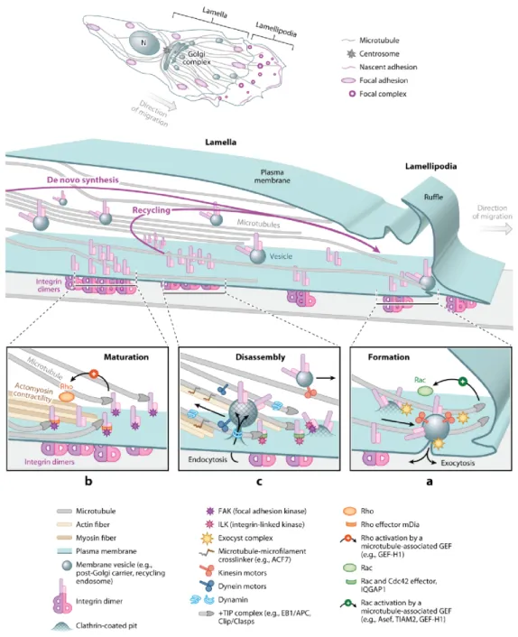 Figure 3.5 – Régulation de la dynamique des plaques d’adhérence par les microtubules durant la migration