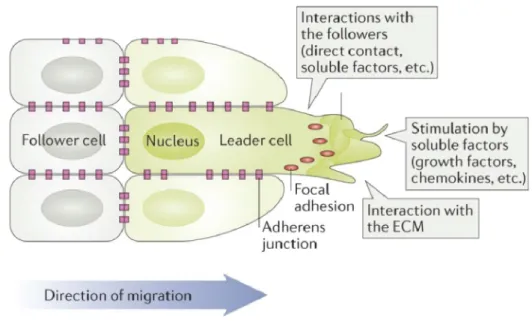 Figure 1.4 – Rôle des cellules directrices durant la migration collective Les cellules directrices (leader cell) situées au front de migration régulent la migration de la cohorte de cellules en intéragissant directement avec les cellules situées à l’arrièr