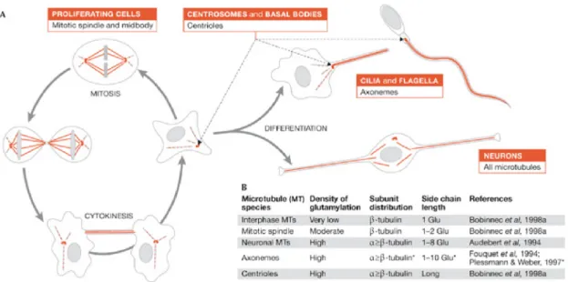 Figure 2.14 – localisation cellulaire et subcellulaire de la polyglutamyla- polyglutamyla-tion