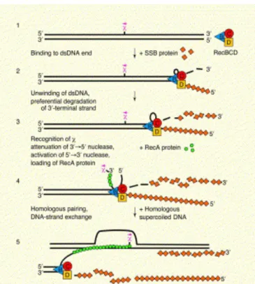 Figure 3: Initiation de la recombinaison homologue par RecBCD (Kowalczykowski 2000). 