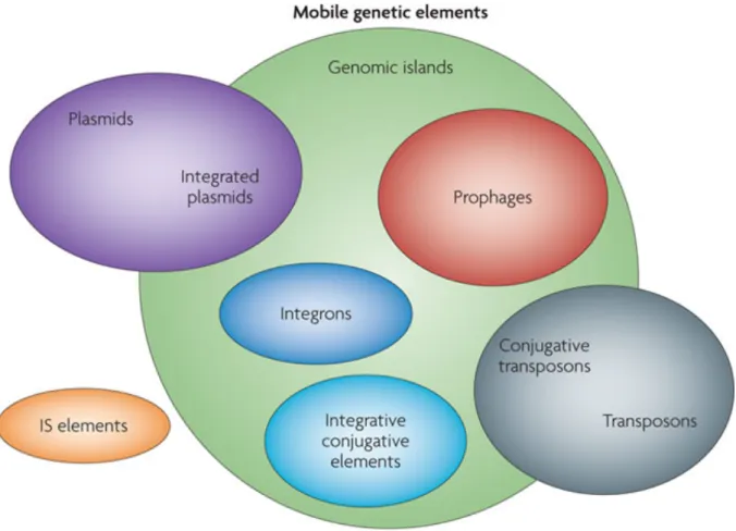 Figure 5: Différents types d'éléments génétiques mobiles (Langille, et al. 2010).  