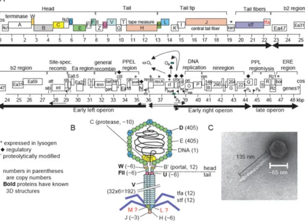 Figure 8:  A Représentation schématique du génome du phage Lambda.  B Architecture de la  particule  du  phage  Lambda
