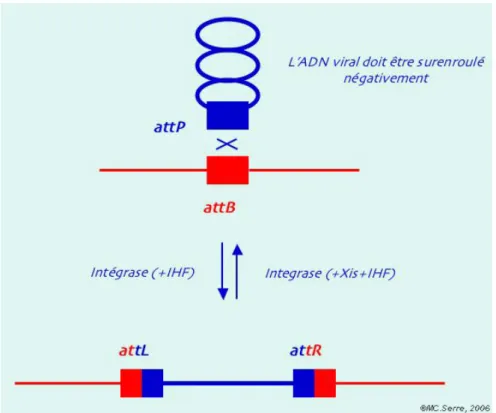 Figure  10:  Intégration  et  excision  de  Lambda  au  sein  du  chromosome  d'E.  coli  (www.igmors.u-psud.fr)