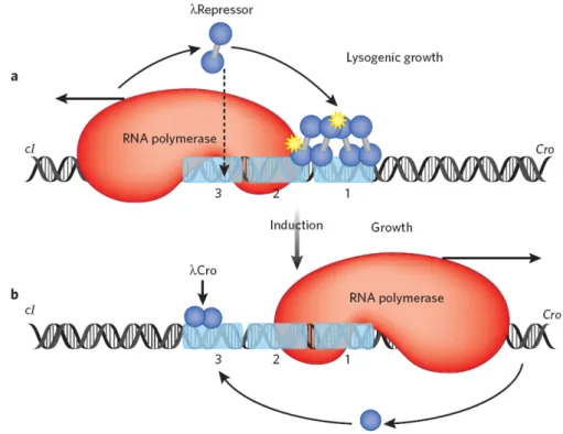 Figure 11: Maintenance de la lysogeny (a) et activation du cycle lytique (b) (Ptashne 2011)