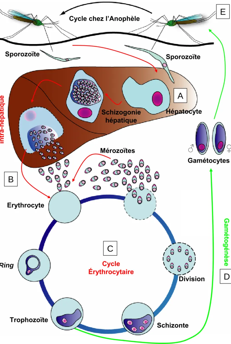 Figure 3. :Cycle de développement asexué de Plasmodium falciparum à l’intérieur de son hôte humain