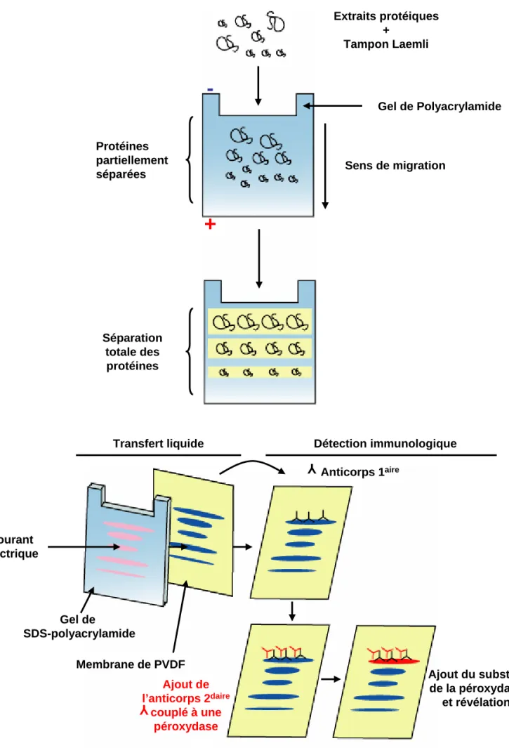 Figure 14.  : Technique de séparation des protéines membranaires et détection par immunoblot,  d’après Lodish et al., (1997) : 