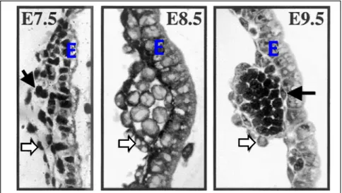 Figure  11  : Développement des îlots sanguins du sac vitellin de  souris entre E7.5 et E9.5 