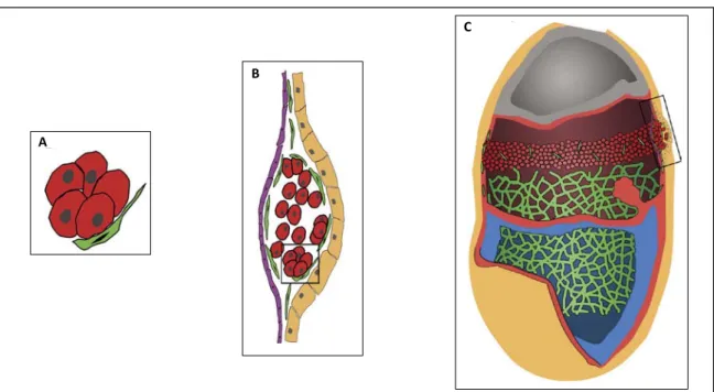 Figure 12 : Trois différents modèles représentatifs des îlots sanguins du sac vitellin  (A)  Sabin FR propose en 1917 le terme d’îlot sanguin en référence à des agrégats de  CHs (en rouge) attachés à l’endothélium du SV (en vert) chez l’oiseau