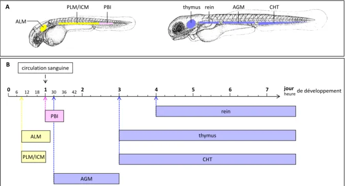 Figure 24 : Mise en place du système hématopoïétique chez le poisson-zèbre 