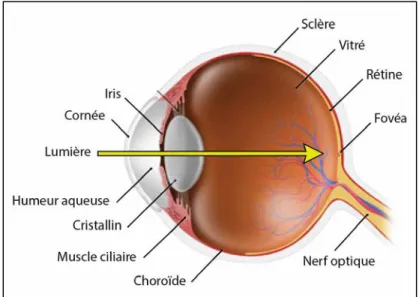 Figure 1 : Représentation schématique d’un œil humain. 