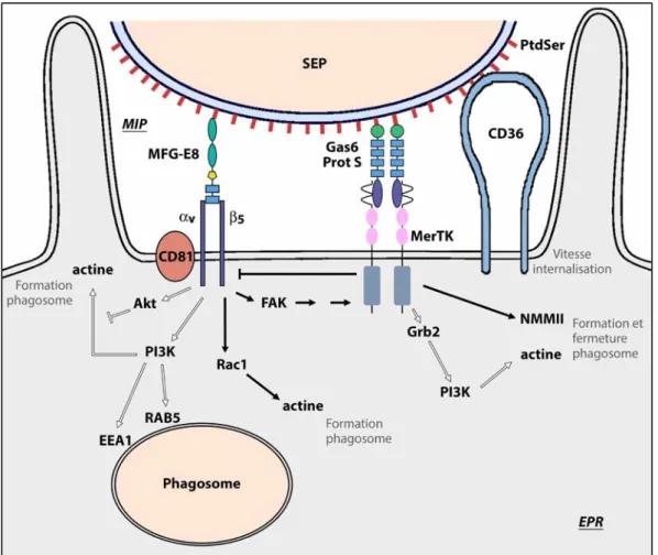 Figure 10 : Les acteurs de la phagocytose rétinienne. 