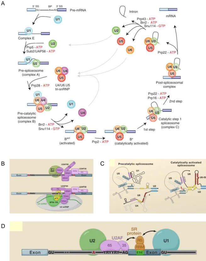 Figure 6. Le cycle du spliceosome majeur. A. Voie canonique d’assemblage et de dissociation du spliceosome  autour de l’intron