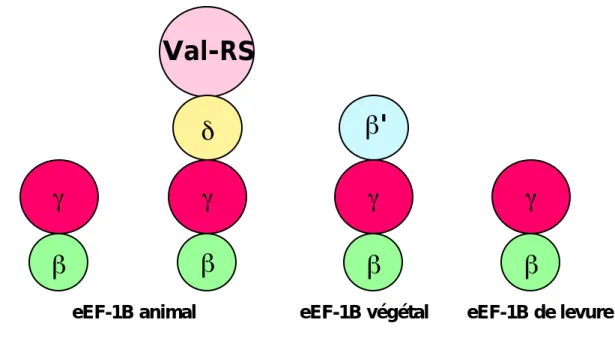 Tableau  I:  Nomenclature  des  facteurs  d'élongation  chez  les  eucaryotes  (*  d'après: