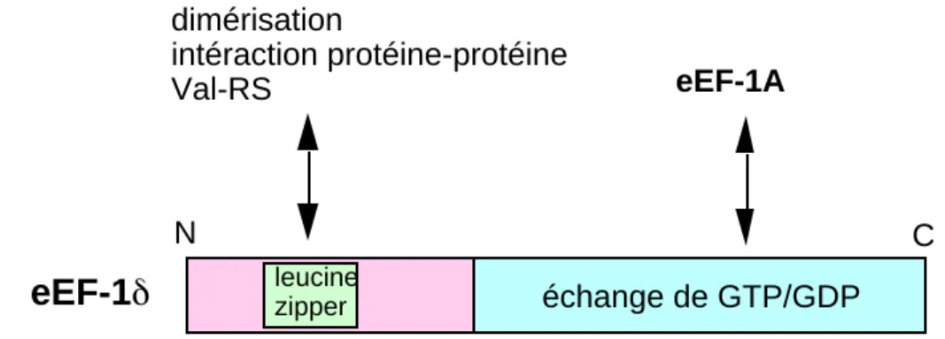 Figure 7: Structure de la protéine eEF-1