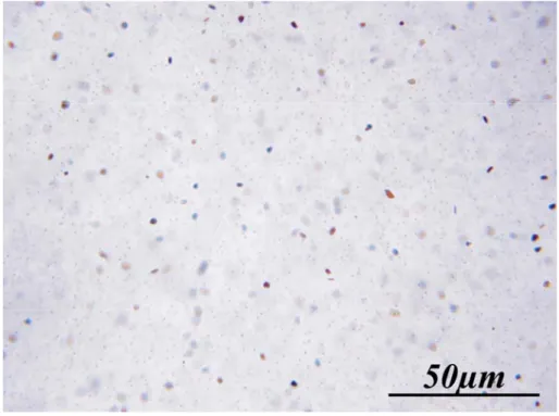 Figure III-2 : Microphotographie optique en lumière naturelle d’un verre de départ montrant une  multitude de microcristaux d’hématite de 2 à 3 µm