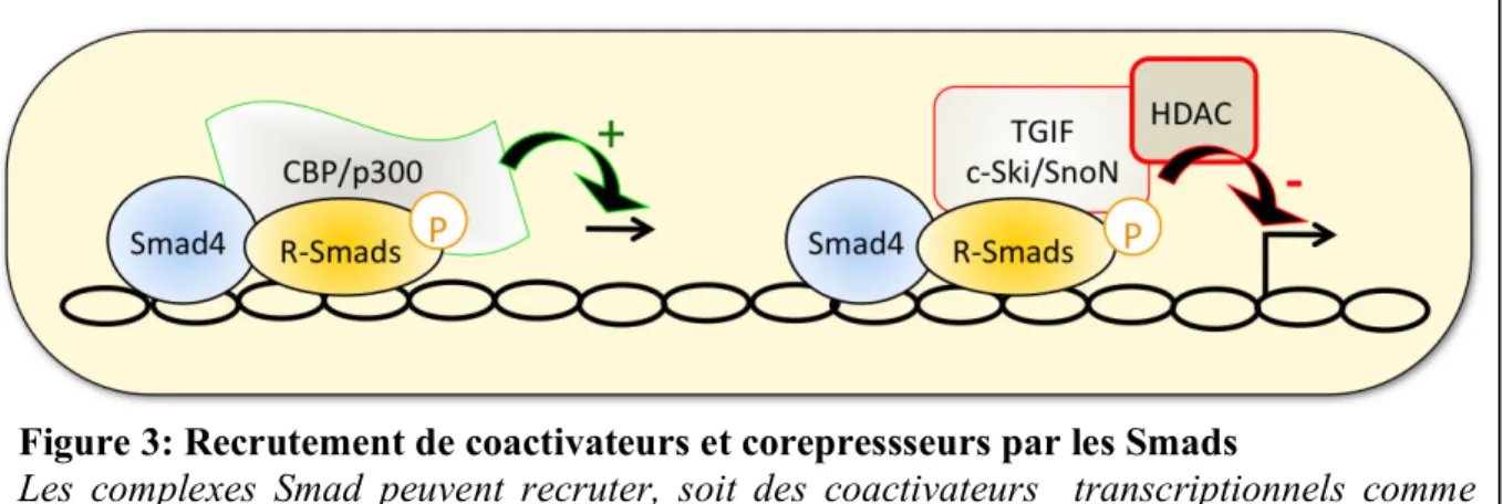 Figure 3: Recrutement de coactivateurs et corepressseurs par les Smads 