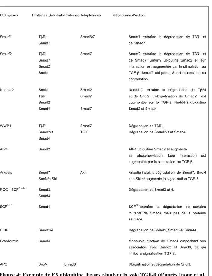 Figure 4: Exemple de E3 ubiquitine ligases régulant la voie TGF-β (d’après Inoue et al, 