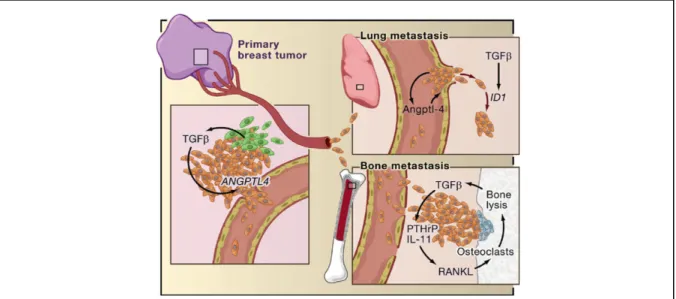 Figure 6: Rôle du TGF-β au cours du développement métastatique des tumeurs de