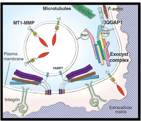 Figure 22 : Adressage de MT1-MMP au niveau de la membrane plasmique de  l’invadopode 