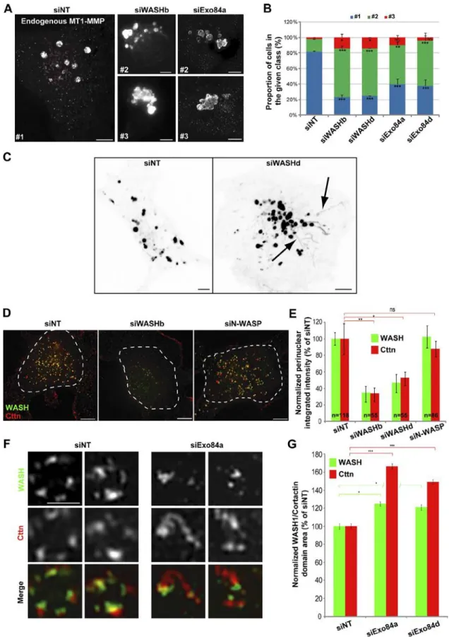 Figure 2.  Regulation of MT1-MMP–positive endosome dynamics by WASH and exocyst complex