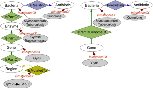 Figure 3.2 – A gauche, le schéma global décrivant les entités et relations en jeu dans le phénomène de résistance des bactéries aux antibiotiques, à droite, le schéma simplifié exploité pour nos expérimentations