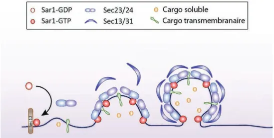 Figure 5. Concentration des cargos dans les vésicules  COPII  (adapté de Venditti et al.,  2014) 