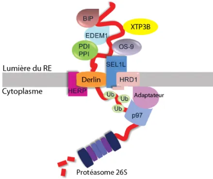 Figure 6. Organisation du complexe de rétro-translocation autour de son substrat,  exemple du complexe HRD1 (adapté de Merulla et al., 2013) 
