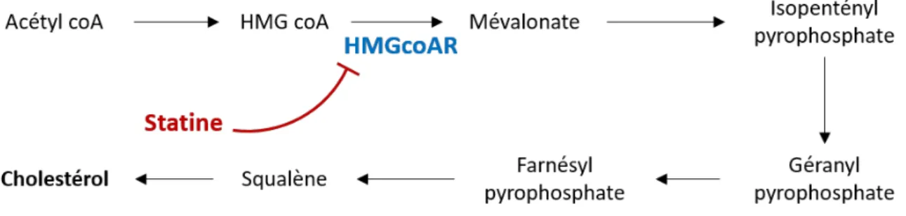 Figure 10 : Synthèse du cholestérol et action des statines    HMGcoAR : 3-hydroxy-3-méthylglutaryl coenzyme A réductase)