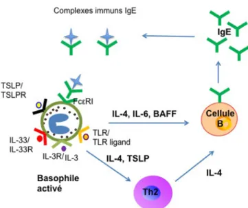 Figure  1.  Orientation  de  la  réponse  immune  par  les  basophiles.  Des  cytokines  comme  l’IL-3,  l’IL-33  et  le  TSLP,  la  stimulation  des  TLR  2  et  4,  et  des  complexes  immuns avec des IgE activent les basophiles