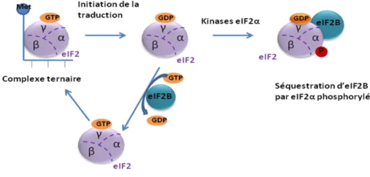 Figure 5 : Régulation de l'initiation par la phosphorylation d'eIF2 