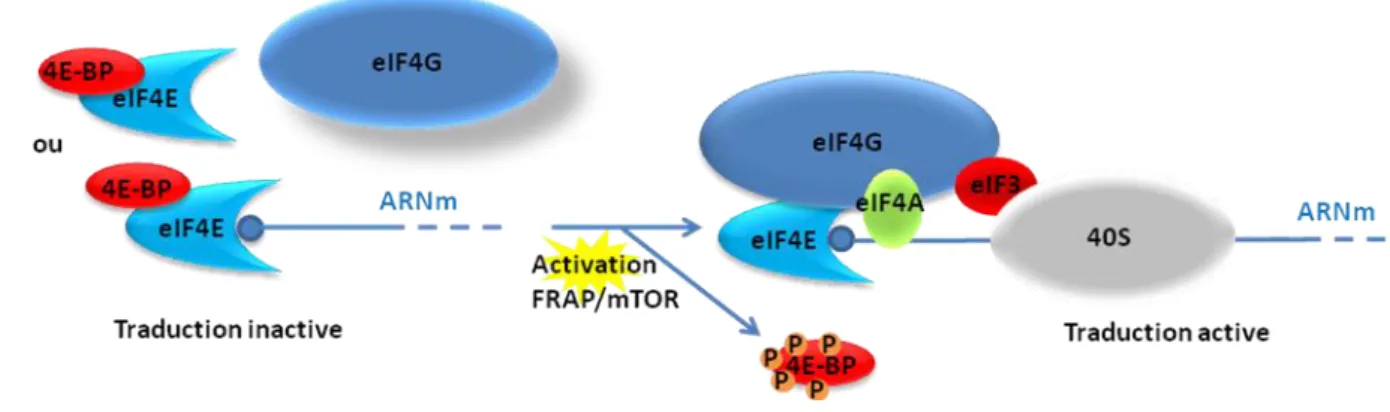 Figure 7 : Régulation de la formation du complexe eIF4F par 4E-BP 