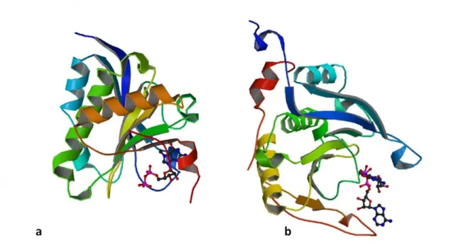 Figure  9  :  Structure  cristallographique  d'eIF4E1  lié  à  la  coiffe  (a)  et  d'eIF4E1/peptide  4E-BP1 lié à la coiffe (b) 
