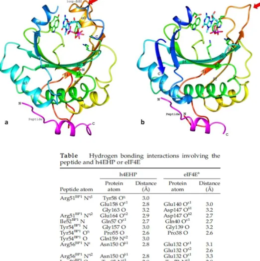 Figure  10  :  Comparaison  de  la  structure  d'eIF4E2  (a)  avec  la  structure  d'eIF4E1  (b)  (Rosettani et al., 2007) 