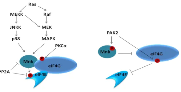 Figure 11 : Régulation de la phosphorylation d'eIF4E 