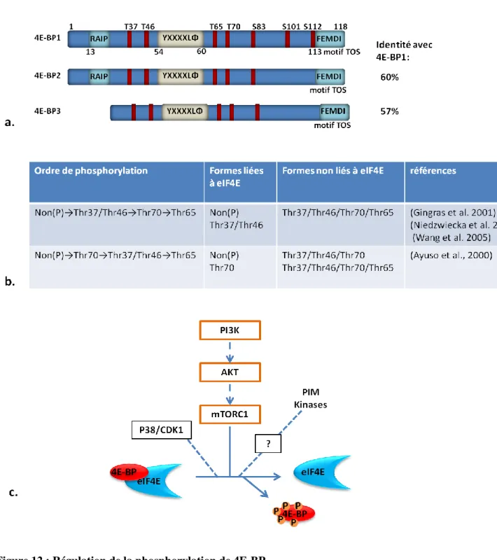 Figure 12 : Régulation de la phosphorylation de 4E-BP 