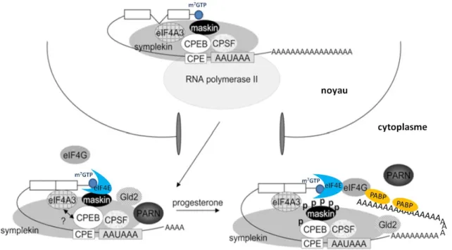 Figure  13  :  Modèle  de  la  régulation  des  ARNm  contenant  un  motif  CPE  lors  de  la  stimulation des ovocytes de Xénope par la progestérone (à partir de Lin et al., 2010)  Un ARNm contenant un motif CPE est reconnu par CPEB liée à la Maskin dans 