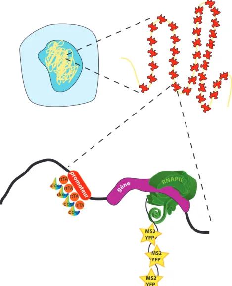 Figure 7. Insertion multicopies dans le génome des cellules U2OS.