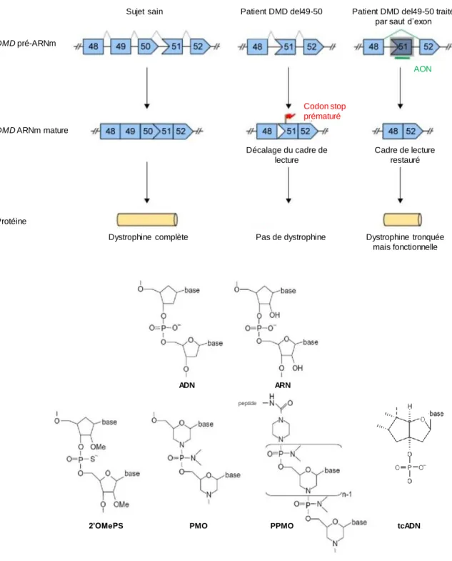 Figure 10 : Principe du saut d'exon thérapeutique (a) et  structures chimiques des oligonucléotides antisens  (b)
