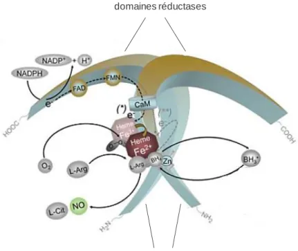 Figure  14  :  Structure  et mécanismes  catalytiques  de  l’oxyde  nitrique  synthase