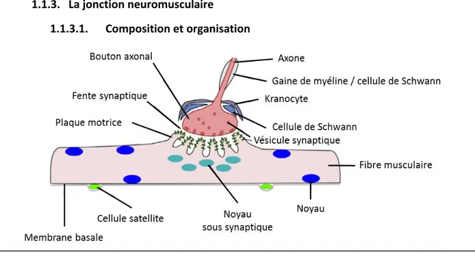 Figure 3 : Composants cellulaires de la jonction neuromusculaire. D’après Liu.W et Al., 2018