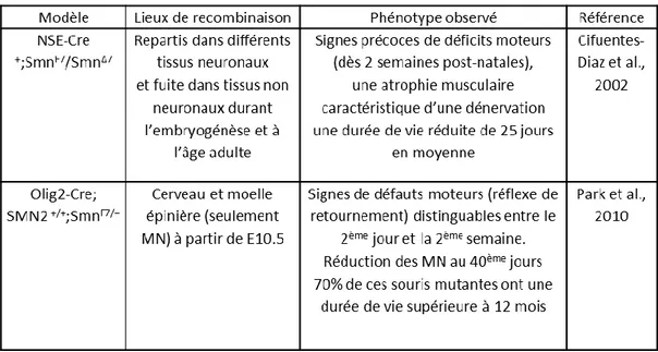 Tableau 5 : Modèles de déplétion ciblée de Smn dans les MN. 