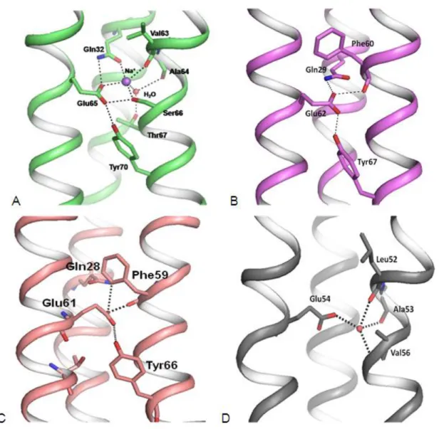 Figure 22.  Site de fixation de l’ion H+ ou Na+ dans l’ATP synthase. (A) I. tartaricus (code PDB  2WGM), (B) S