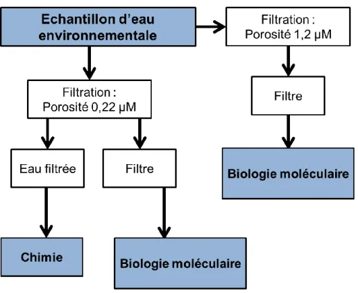 Figure 12 - Prétraitement des échantillons prélevés dans la colonne d’eau 