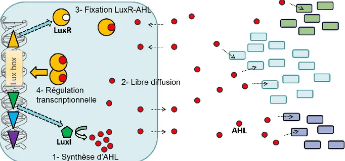 Figure 7 : Quorum sensing implicant les AHLs, exemple du système LuxI/LuxR de Vibrio fischeri  Depuis la description du système LuxI/LuxR, de nombreuses études ont décrit la production d’AHLs  chez  différentes  bactéries  Gram  négatif  avec  un  ou  plus