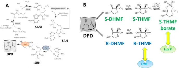 Figure 11. A : synthèse du DPD dans le cycle du métabolisme de la SAM. B : différentes formes d’AI-2  et leur reconnaissance par les récepteur LuxP de Vibrio harveyi et LsrB de Salmonella tiphimurium  D’après Federle [165] 