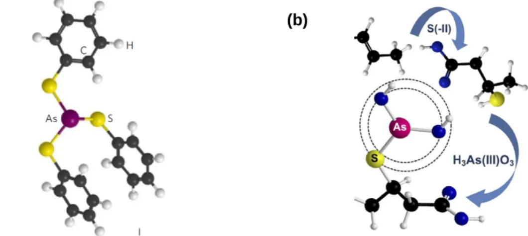 Figure Intr. 9 : Exemple de complexes ternaires entre l'As(III, V), un métal Me et la matière  organique (Buschmann et al., 2006) 