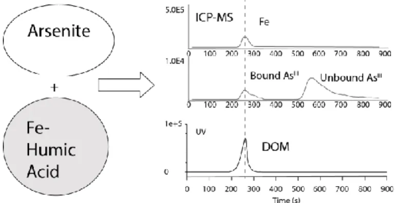 Figure Intr. 10 : Sortie concomitante de l'As(III), du Fe(III) et de la matière organique en  sortie de colonne SEC-UV-ICP-MS attestant de la formation de complexes ternaires 