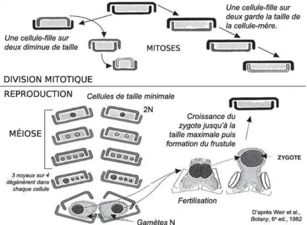 Figure 0-6. Schéma d'un cycle cellulaire chez les diatomées, avec une phase asexuée (division mitotique) et  sexuée (reproduction)