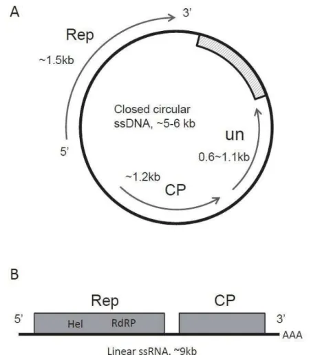Figure 0-9. Organisation génomique des virus à ADN simple brin (A) et des virus à ARN simple brin (B)